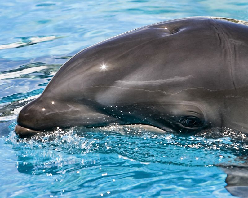 Killer-Pilot Whales: Ocean's New Apex Predators