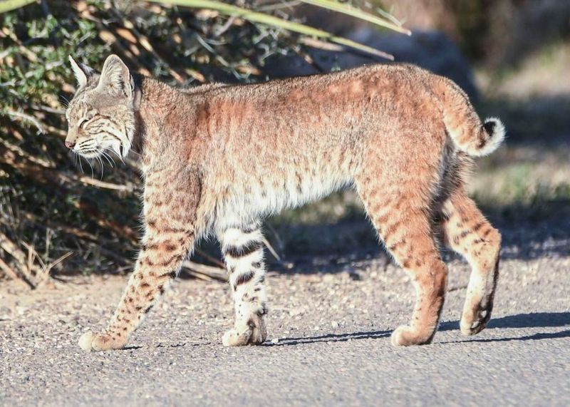 Bobcat – Texas