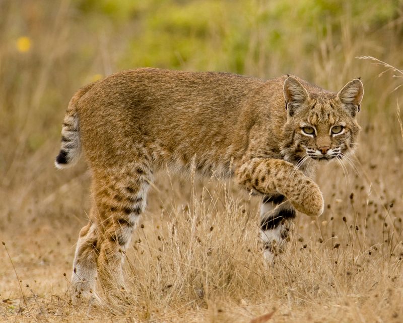 Bobcat