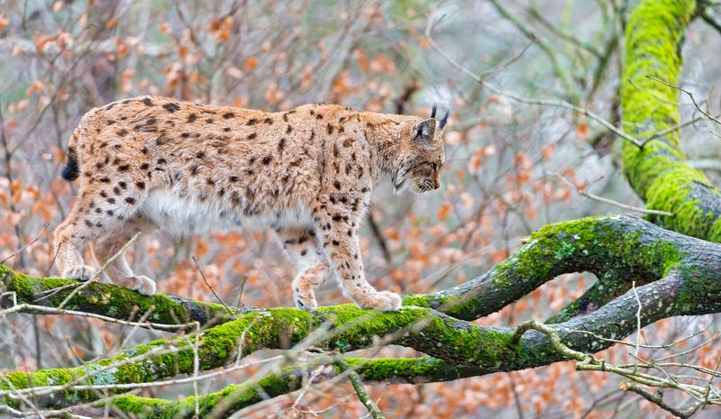 Lynx