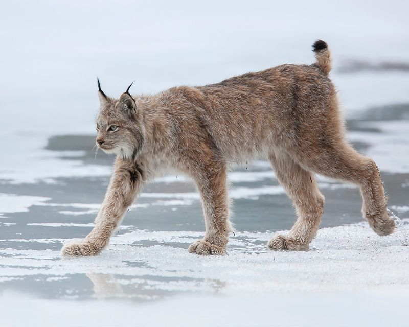 Canada Lynx