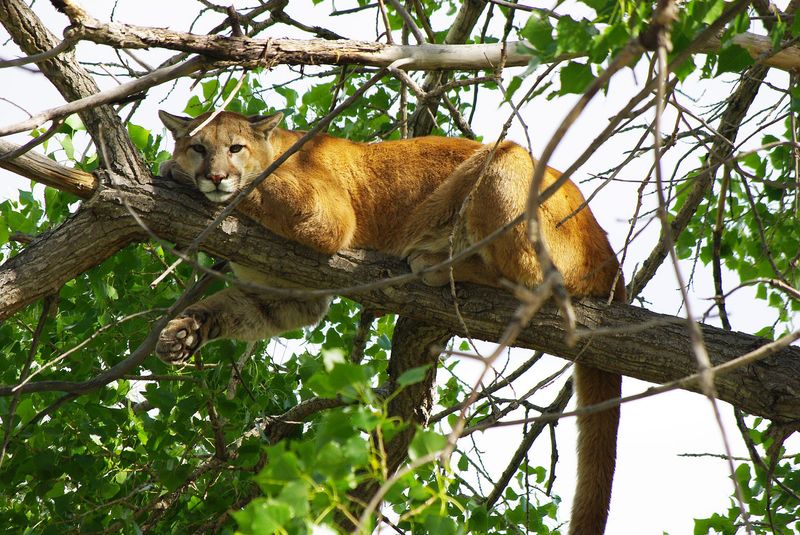 Eastern Cougar: The Forest Ghost