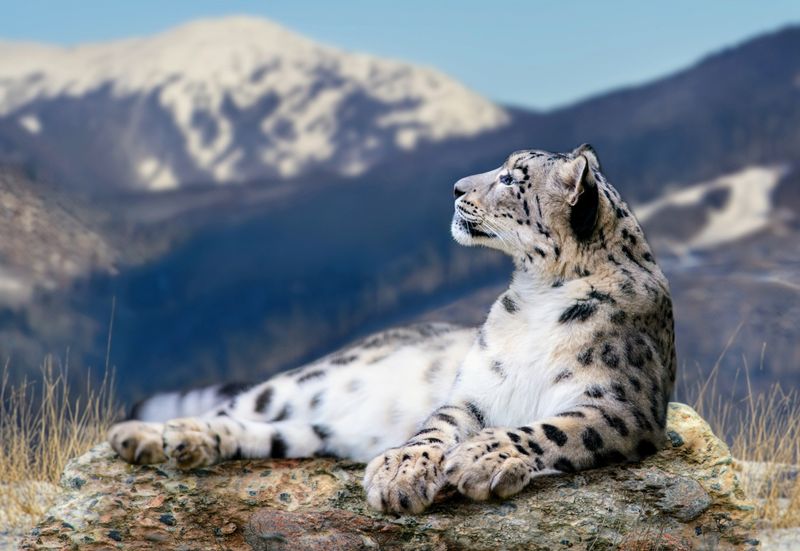 Snow Leopard