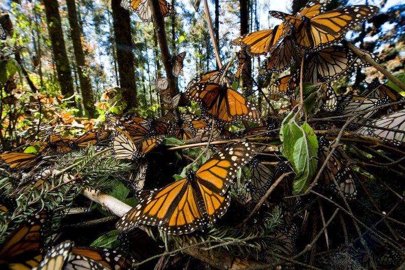 Monarch Butterflies