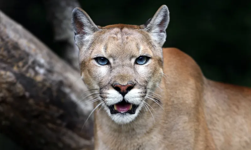 Florida Panthers Hiding In Plain Sight