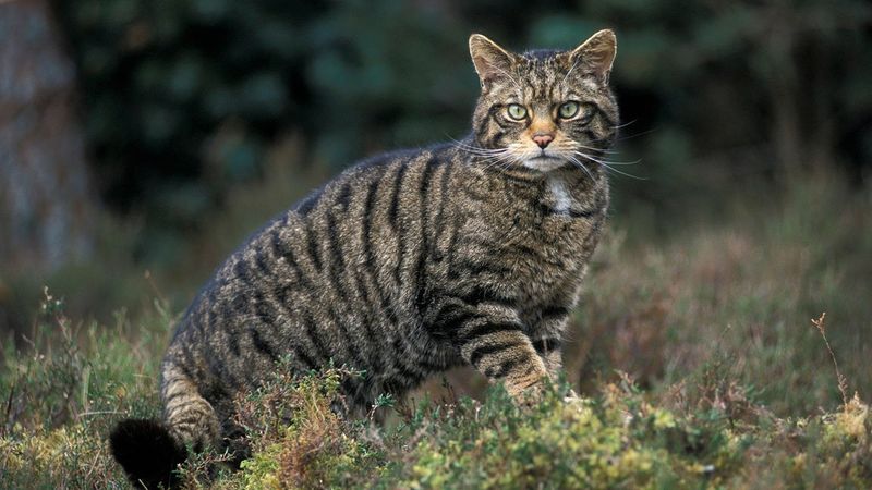 Wildcat – Maine