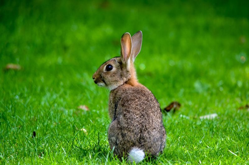 Eastern Cottontail