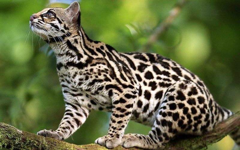Tigrillo (Leopardus tigrinus)