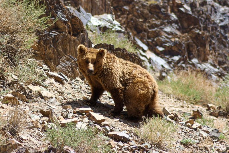 Mongolia's Altai Mountains