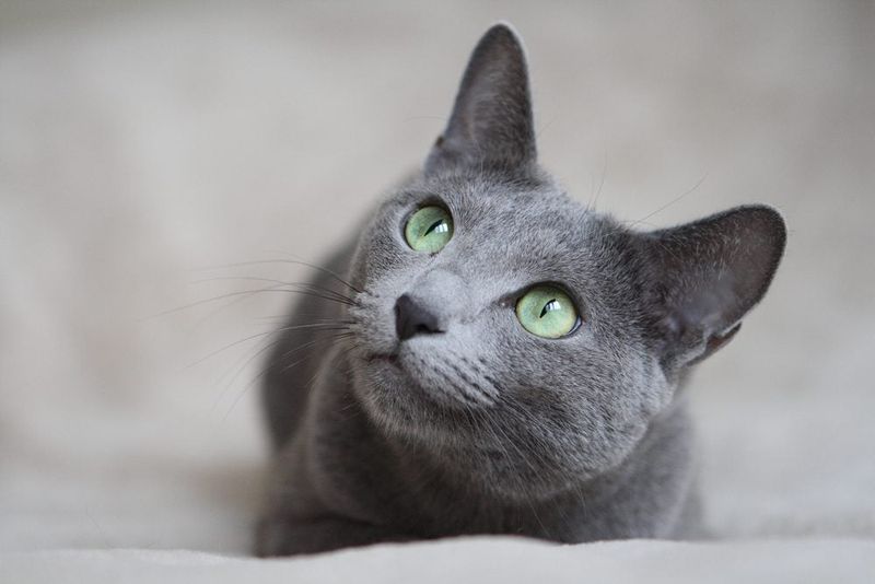 Korat