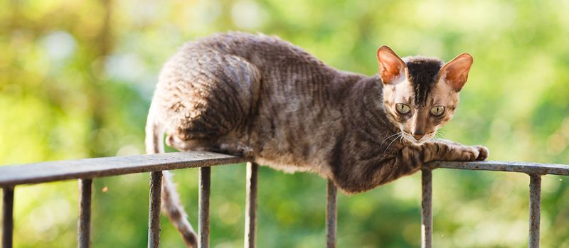 Cornish Rex: Warm Living Hot Water Bottles