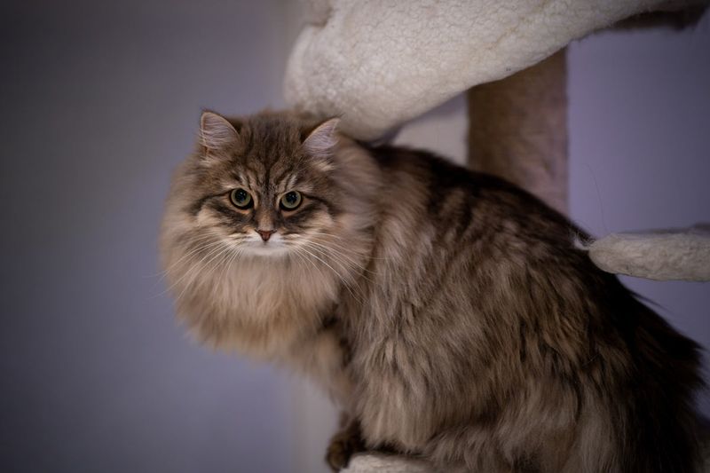 Siberian: Hypoallergenic Hikers