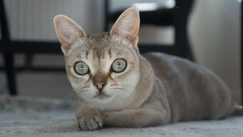 Singapura: Tiny Tigers With Big Personalities