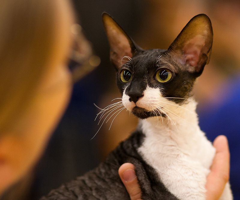 Cornish Rex: The Velvet Tornado