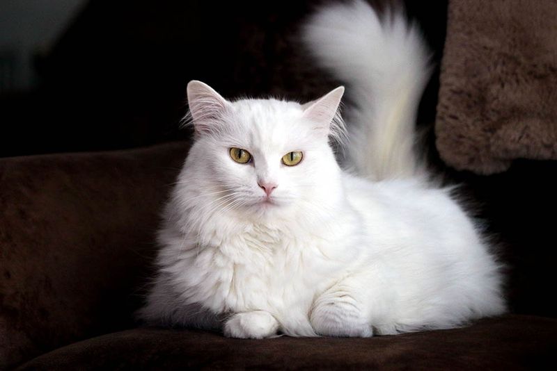 Turkish Angora: The Elegant Athlete