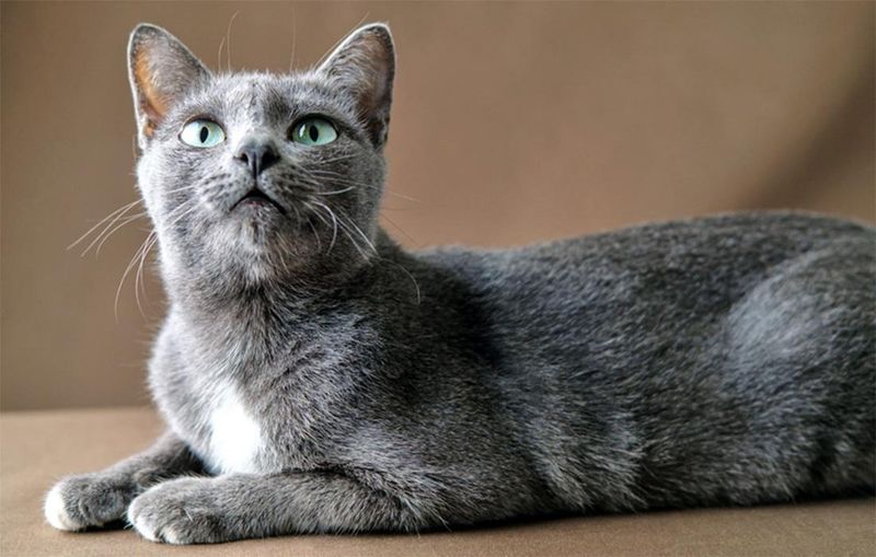 Korat: The Strategic Thinker