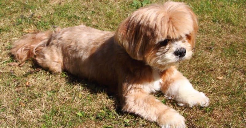 Lhasa Apso