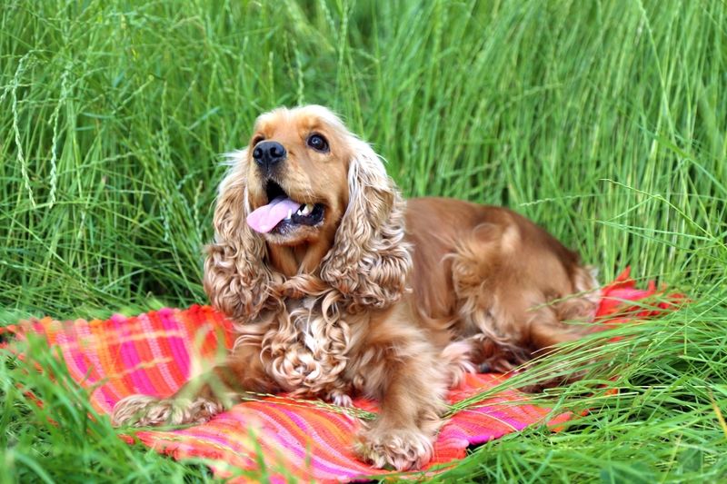 Cocker Spaniel
