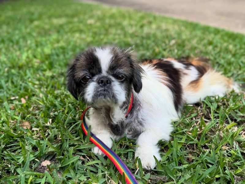 Japanese Chin