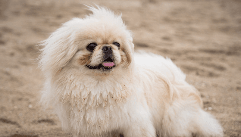Pekingese