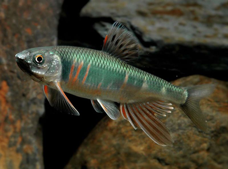 Japanese Dragonfish