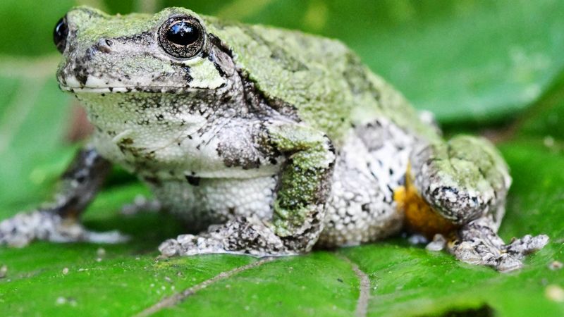 Gray Tree Frog