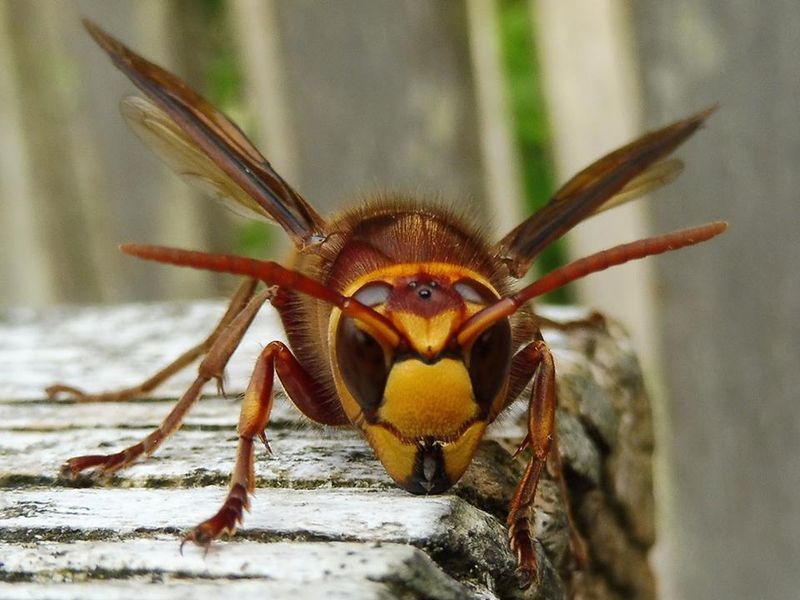 European Hornet