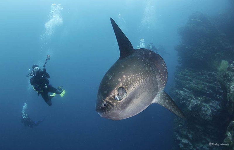 Ocean Sunfish: Floating Disc Behemoth