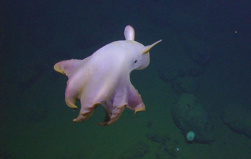 Dumbo Octopus: The Adorable Deep-Sea Elephant