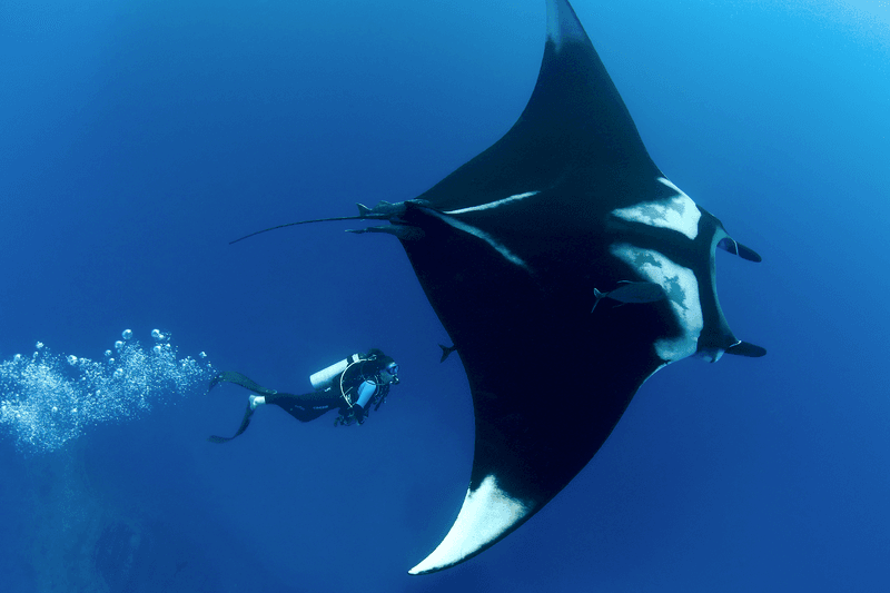 Manta Ray 