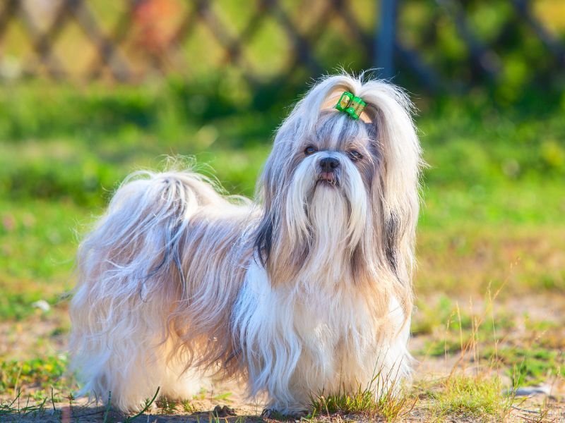 Shih Tzu: Silken Imperial Treasure
