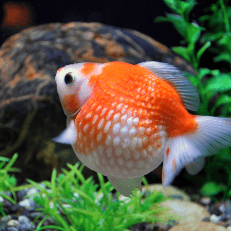 Pearl Scale Goldfish: Jewels Of The Pond