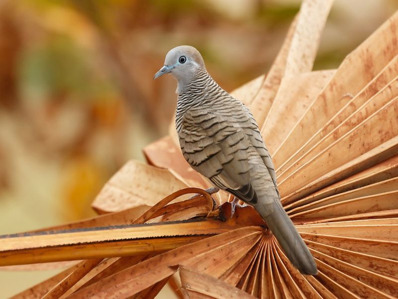 Zebra Dove