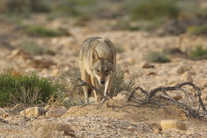 Arabian Peninsula Wolf - Desert Minimalist