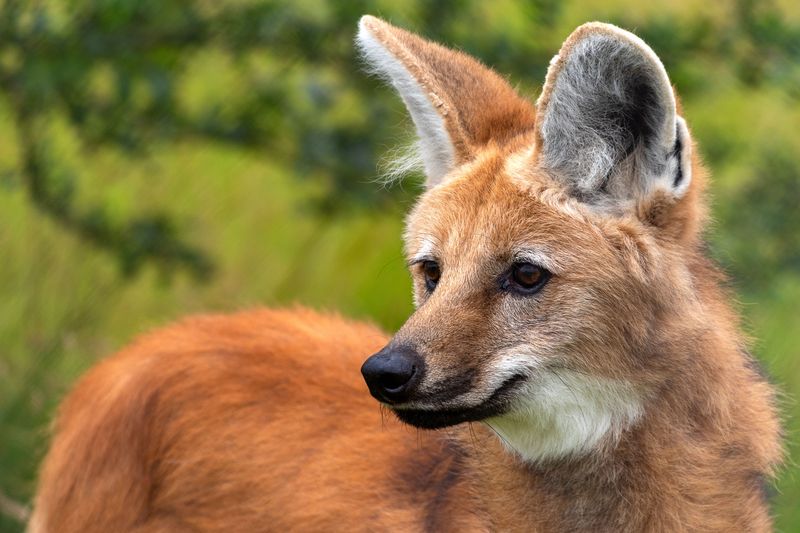 The Maned Wolf Isn't Actually A Wolf