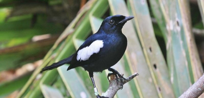 Seychelles Magpie-Robin