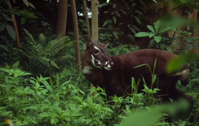 Saola – The Asian Unicorn