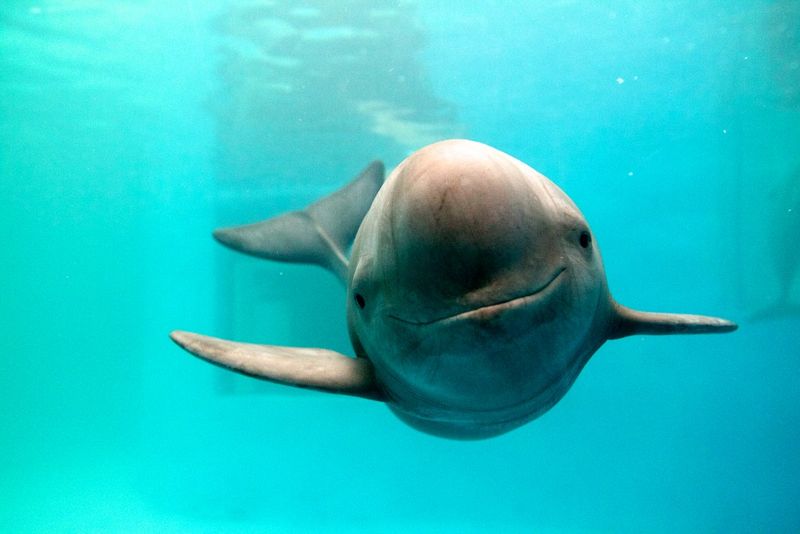 Yangtze Finless Porpoise