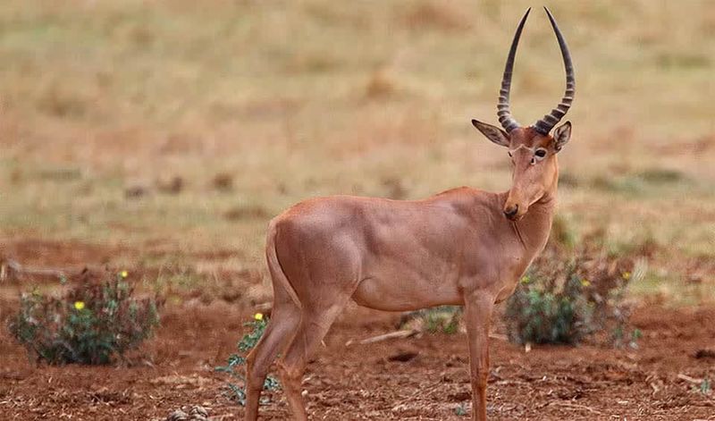 Hirola Antelope – The Four-Eyed Mystery