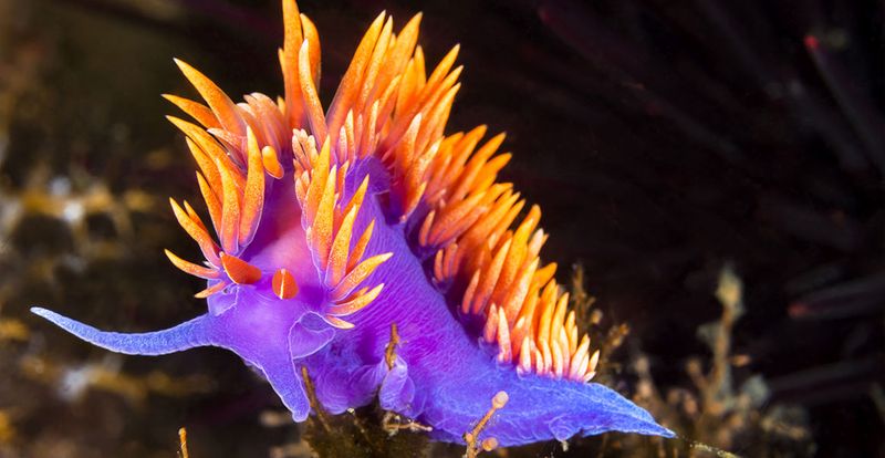 Nudibranch