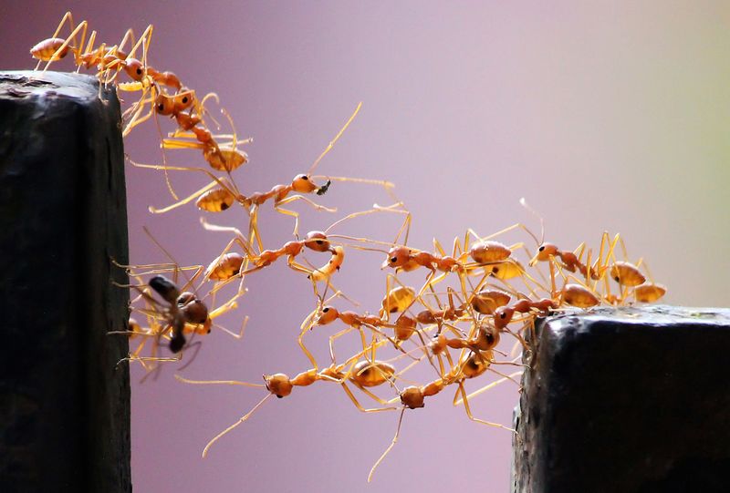 Army Ants