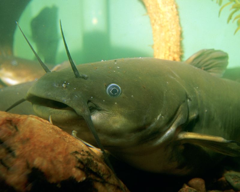 Yellow Bullhead