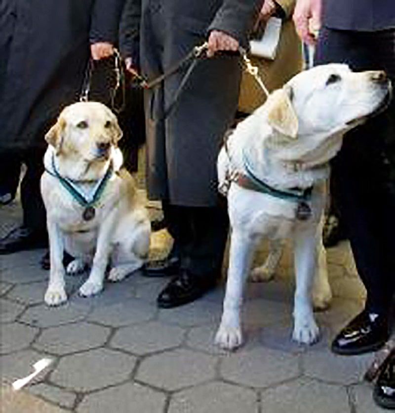 Salty And Roselle: 9/11 Guide Dogs
