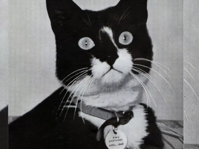 Simon: The Steadfast Ship's Cat