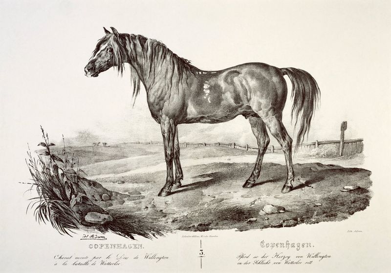 Copenhagen: The Duke Of Wellington's Tireless Warhorse