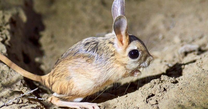 Family Matters: Taxonomic Classification