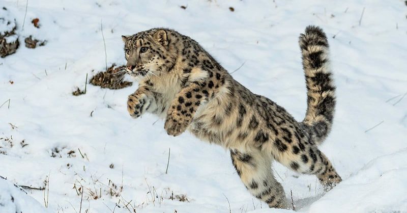 Snow Leopard