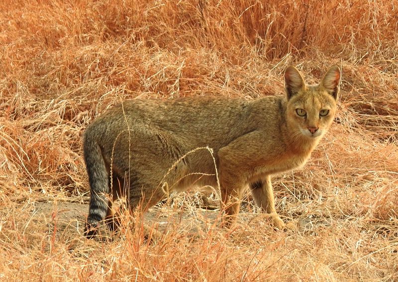 Jungle Cat (Felis chaus)