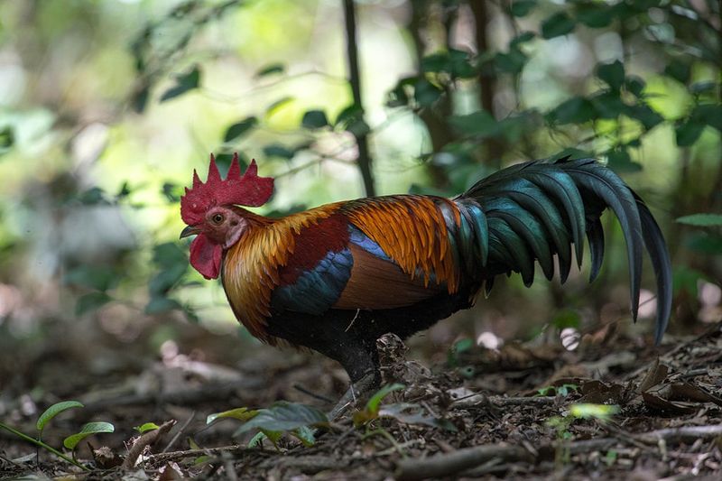 Spurred Warrior: The Red Junglefowl