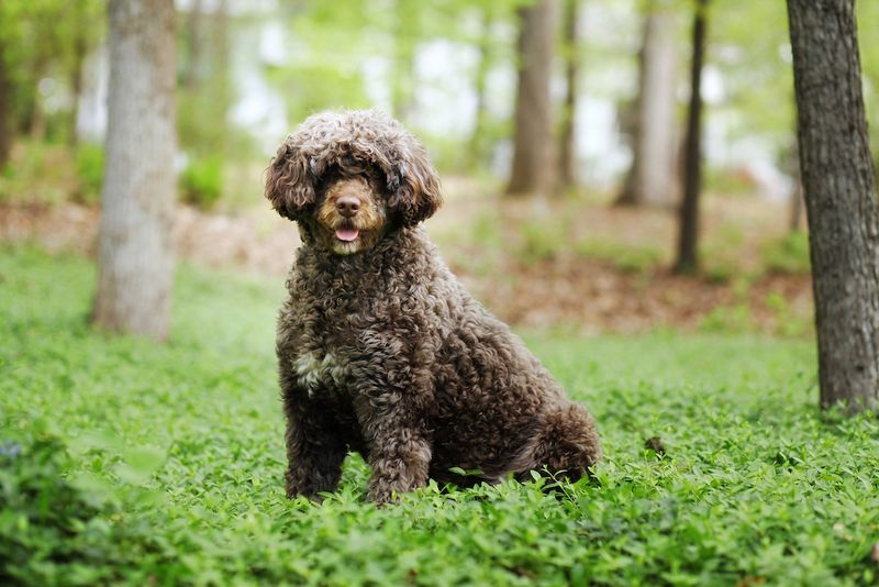 Island Fishermen: Portuguese Water Dogs